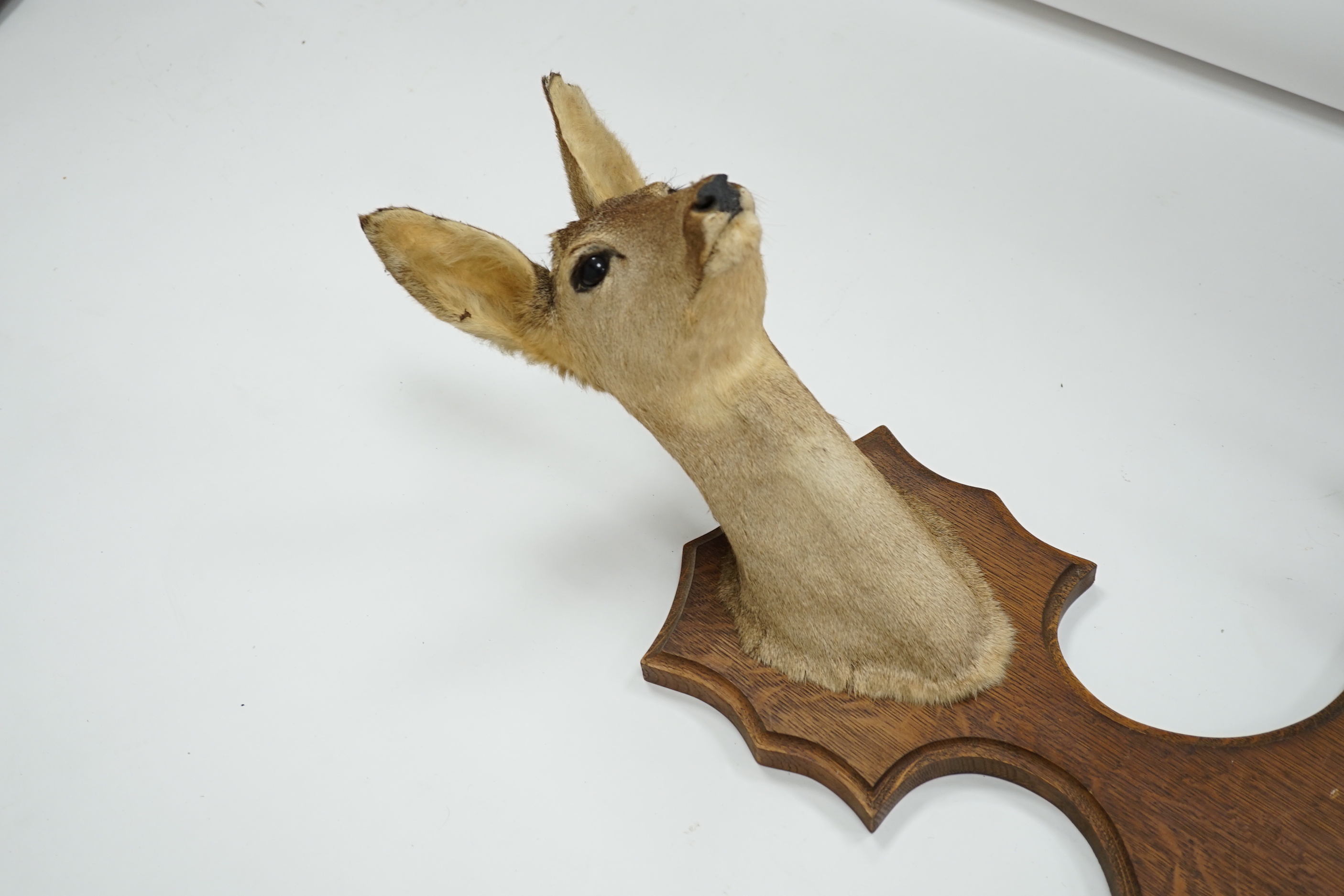 A taxidermic deer head with four hooves in the form of a coat hook, 80cm high